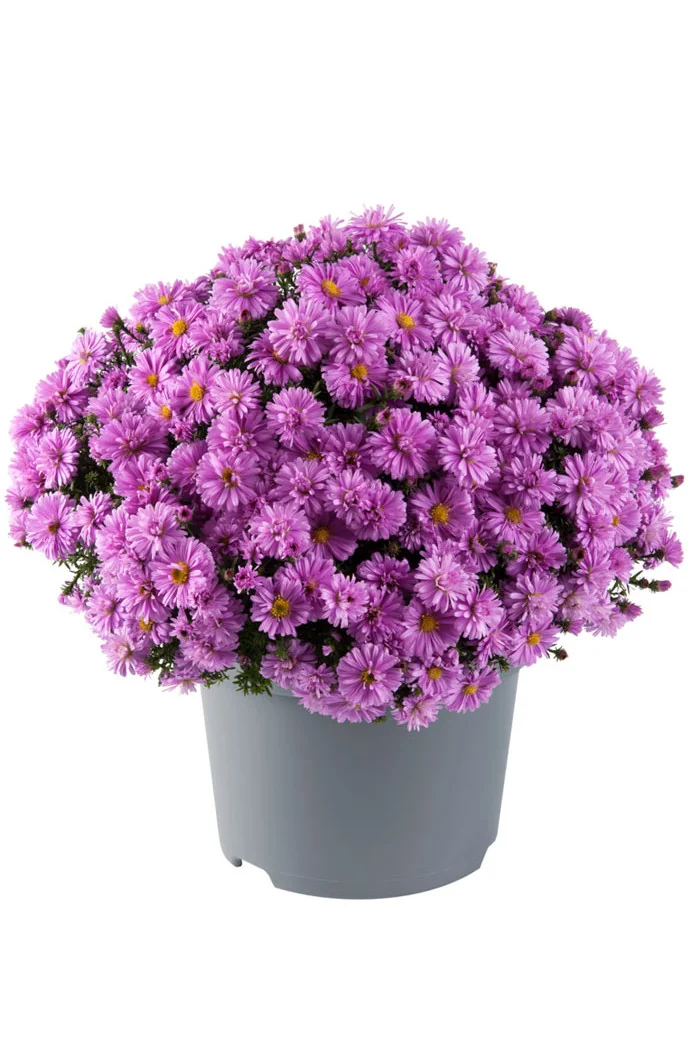Aster 'Alpha Pink' | Aster
