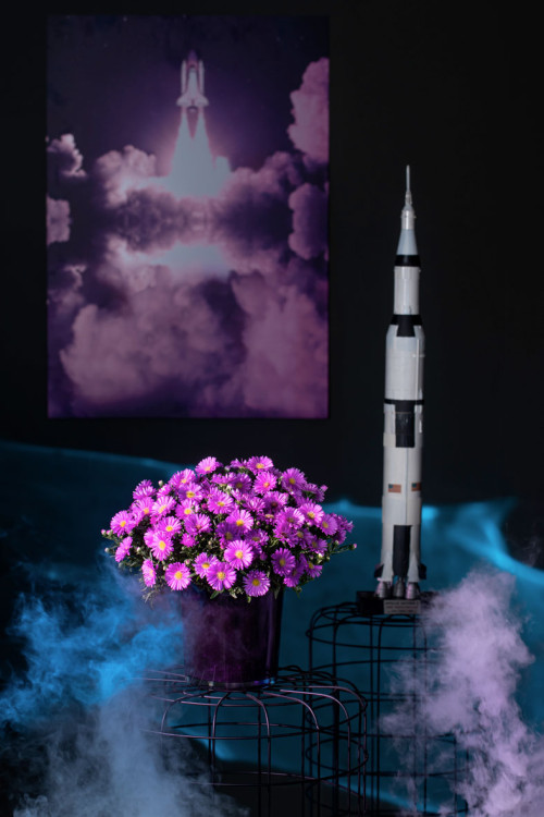 Aster 'Alpha Pink' | Aster