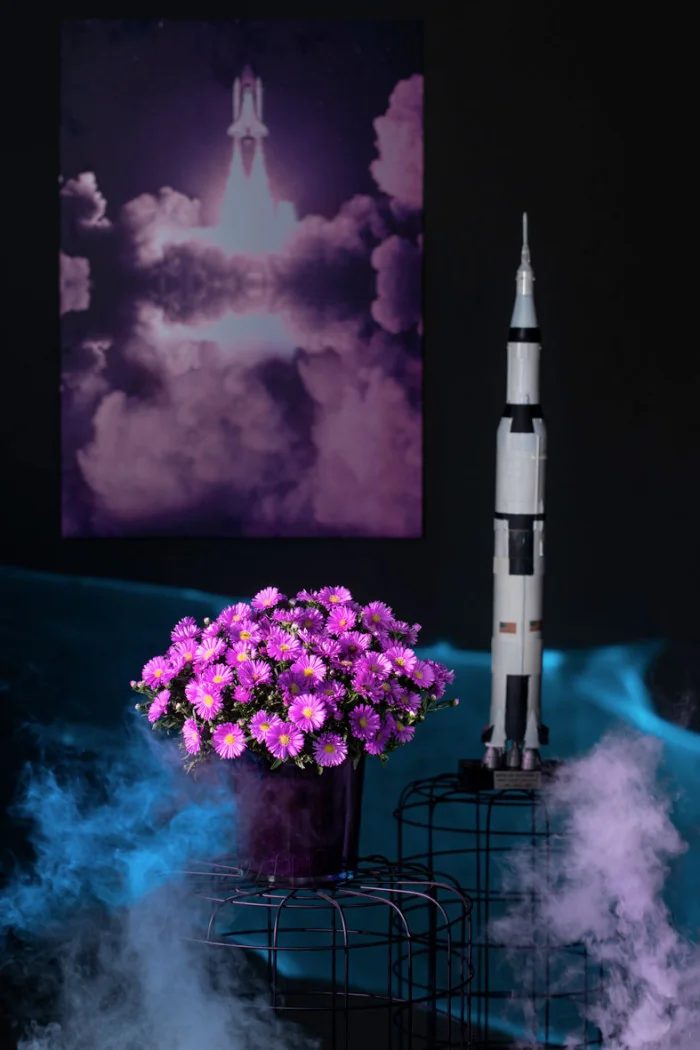 Aster 'Alpha Pink' | Aster