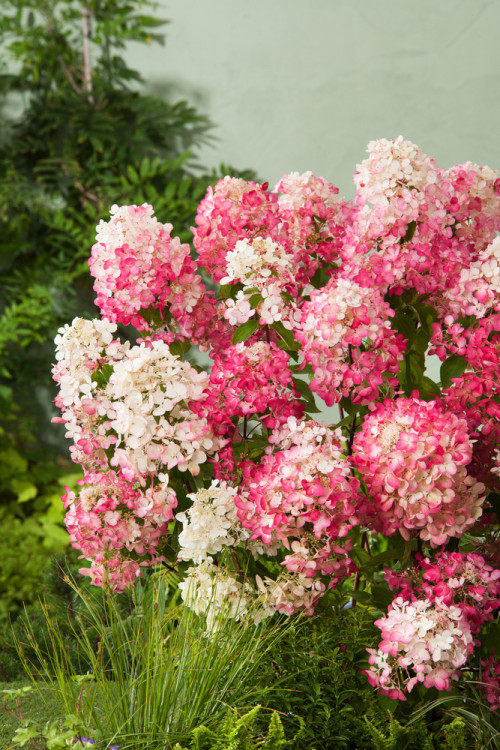 Hortensja bukietowa 'Diamond Rouge' | Hydrangea paniculata