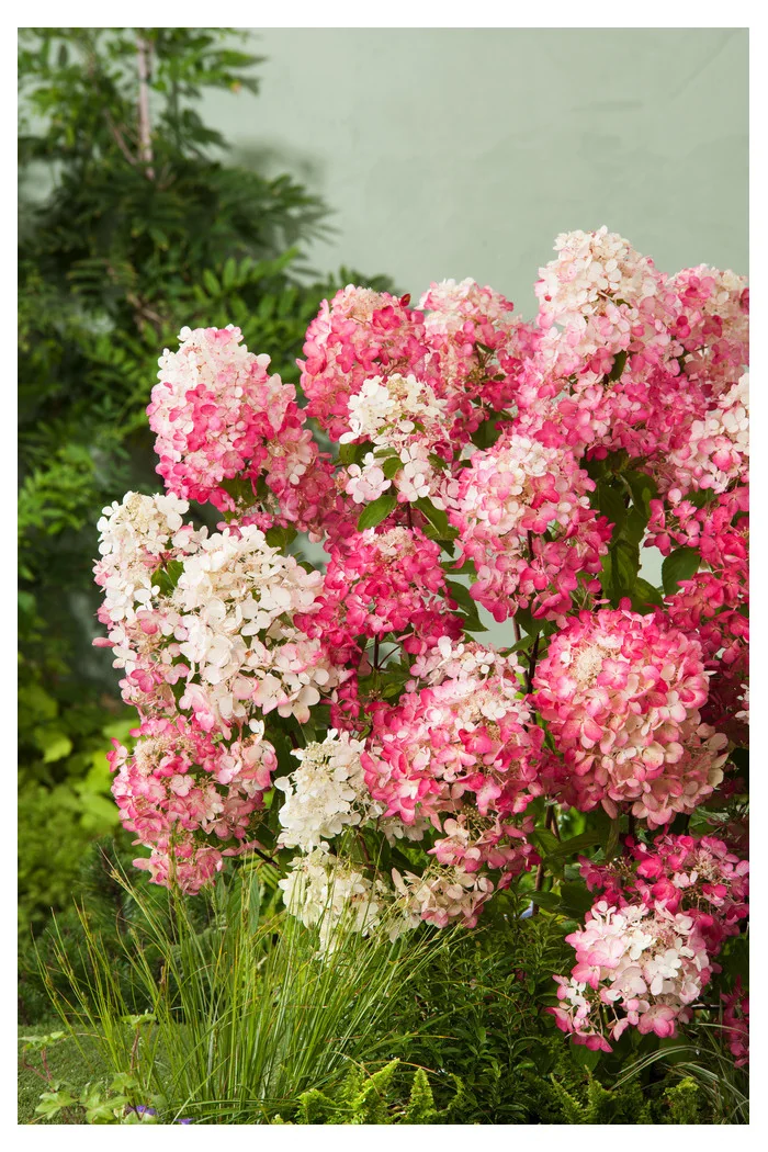 Hortensja bukietowa 'Diamond Rouge' | Hydrangea paniculata