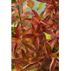 Krzewuszka cudowna 'Wings of Fire' | Weigela florida