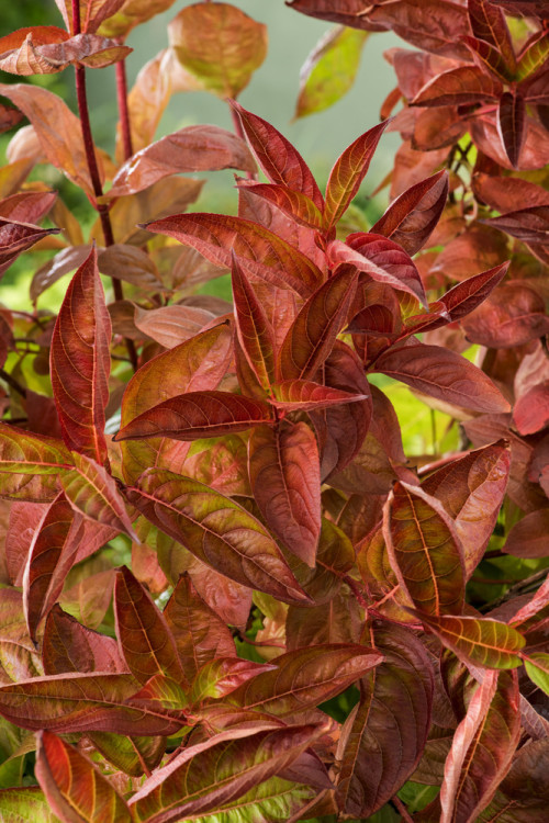 Krzewuszka cudowna 'Wings of Fire' | Weigela florida