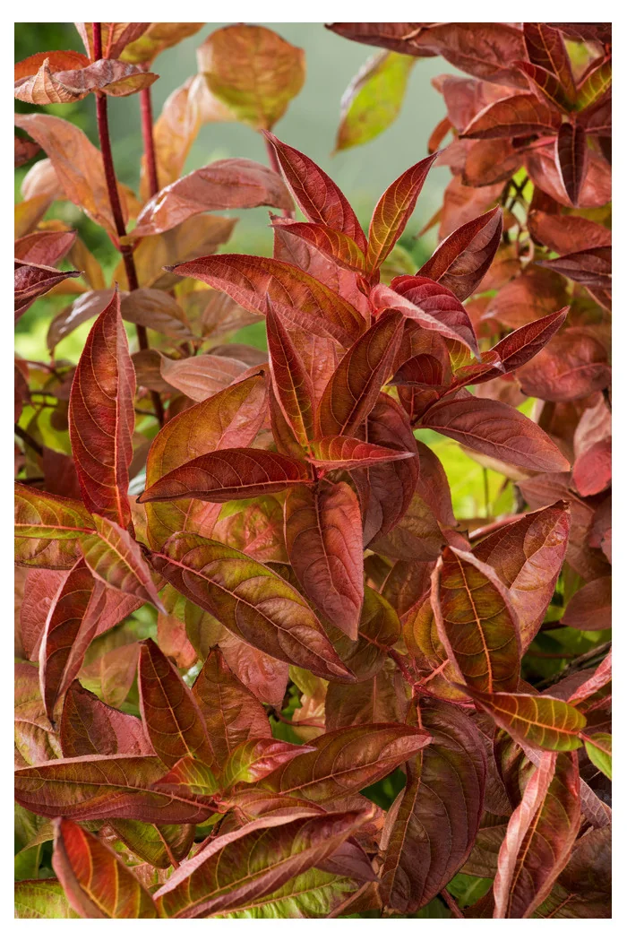 Krzewuszka cudowna 'Wings of Fire' | Weigela florida