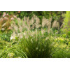 Rozplenica japońska 'Little Bunny' | Pennisetum