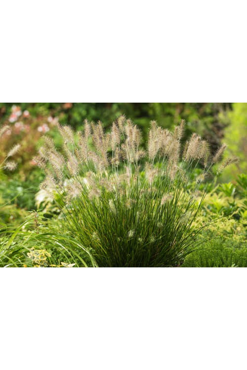 Rozplenica japońska 'Little Bunny' | Pennisetum