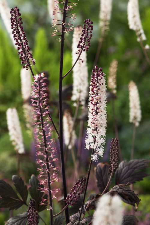 świecznica, świecznica atropurpurea, świecznica o ciemnych liściach, cimicifuga, pluskwica groniasta