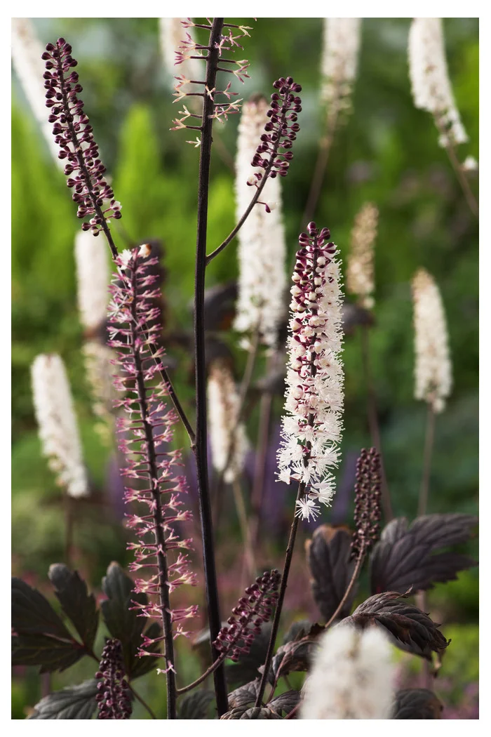 świecznica, świecznica atropurpurea, świecznica o ciemnych liściach, cimicifuga, pluskwica groniasta