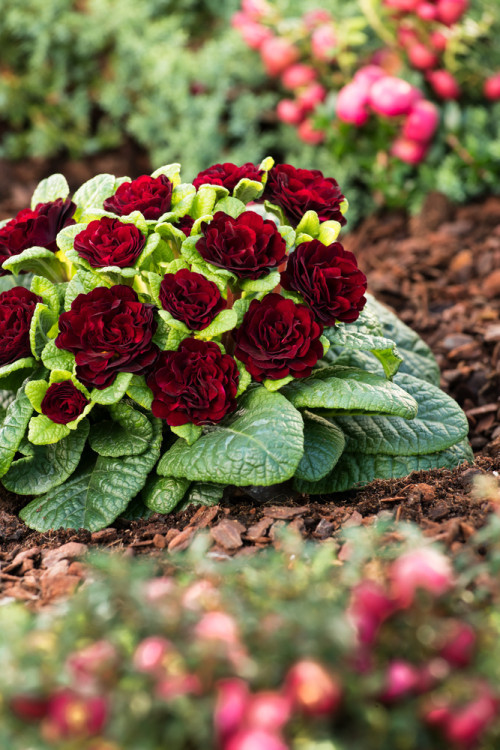 Pierwiosnek 'Belarina® Valentine' | Primula