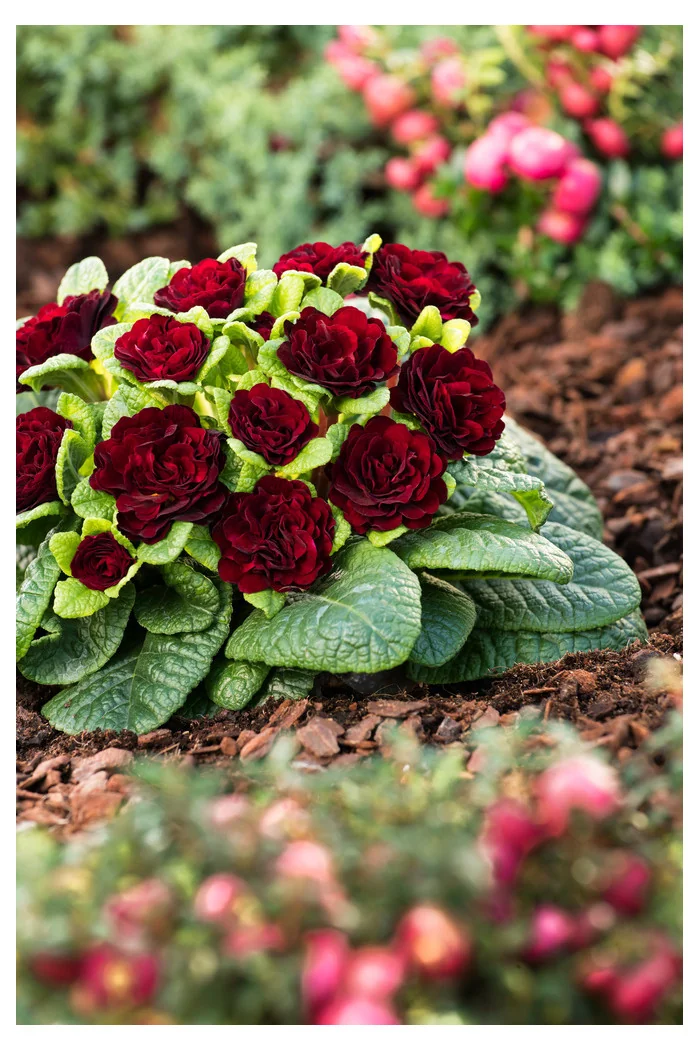 Pierwiosnek 'Belarina® Valentine' | Primula