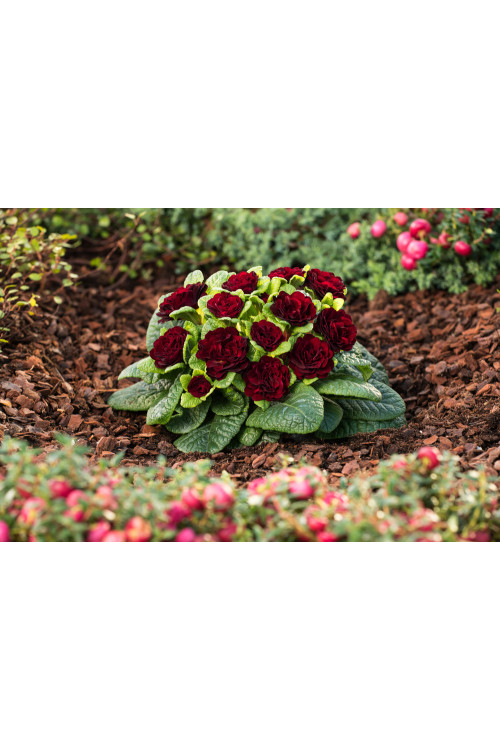 Pierwiosnek 'Belarina® Valentine' | Primula