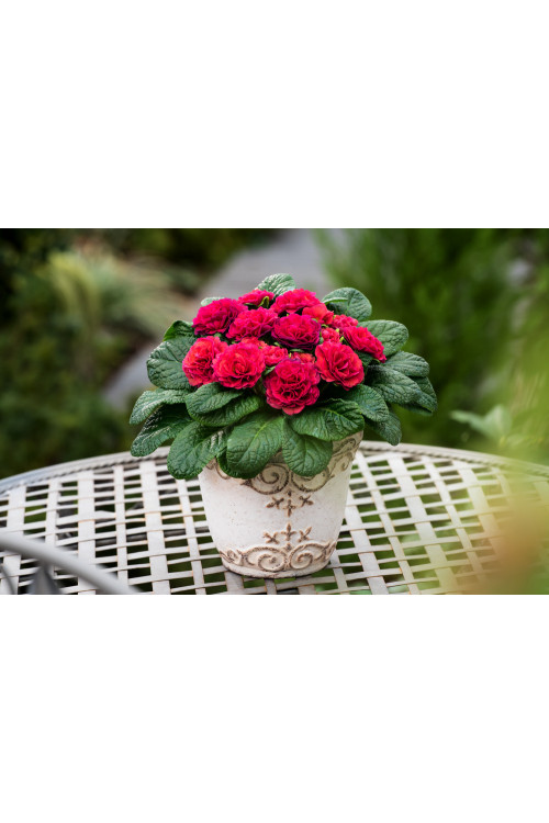 Pierwiosnek 'Belarina® Carmen' | Primula