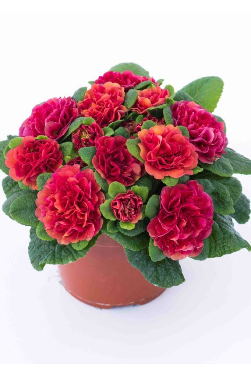 Pierwiosnek 'Belarina® Carmen' | Primula