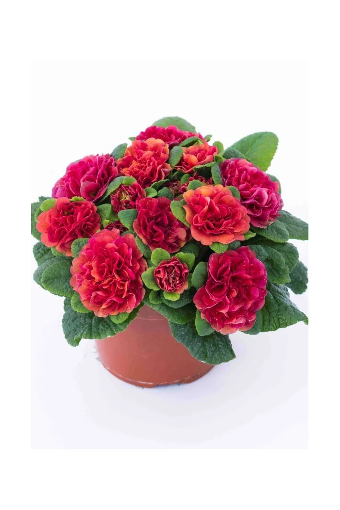 Pierwiosnek 'Belarina® Carmen' | Primula