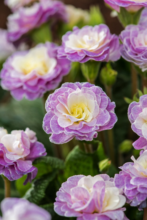 Pierwiosnek 'Belarina® Pink Champagne' | Primula