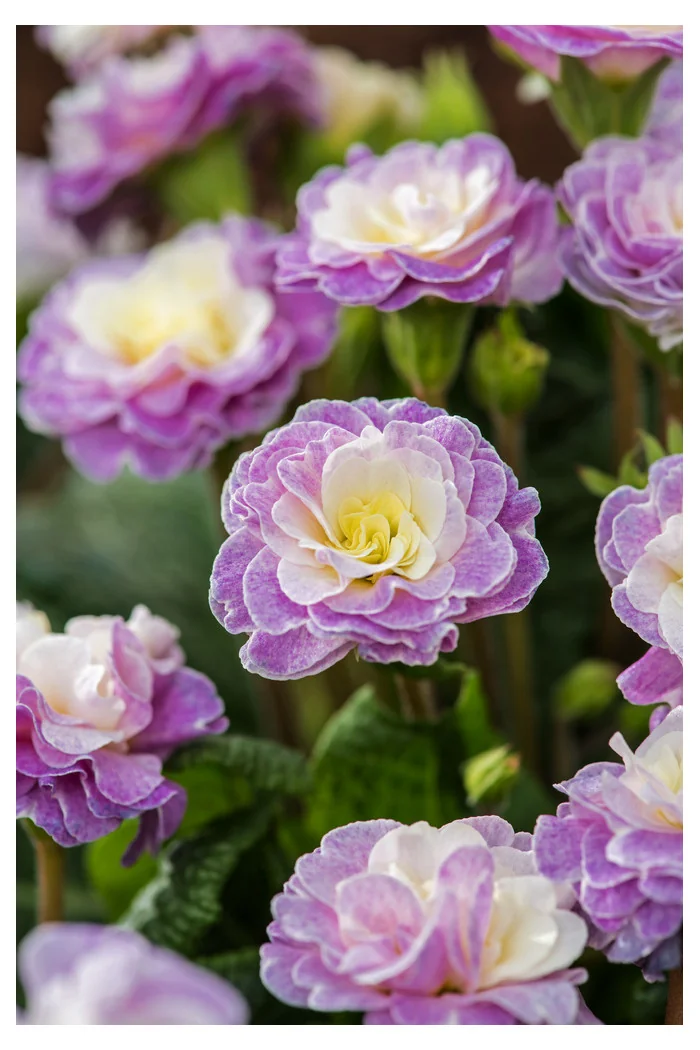 Pierwiosnek 'Belarina® Pink Champagne' | Primula