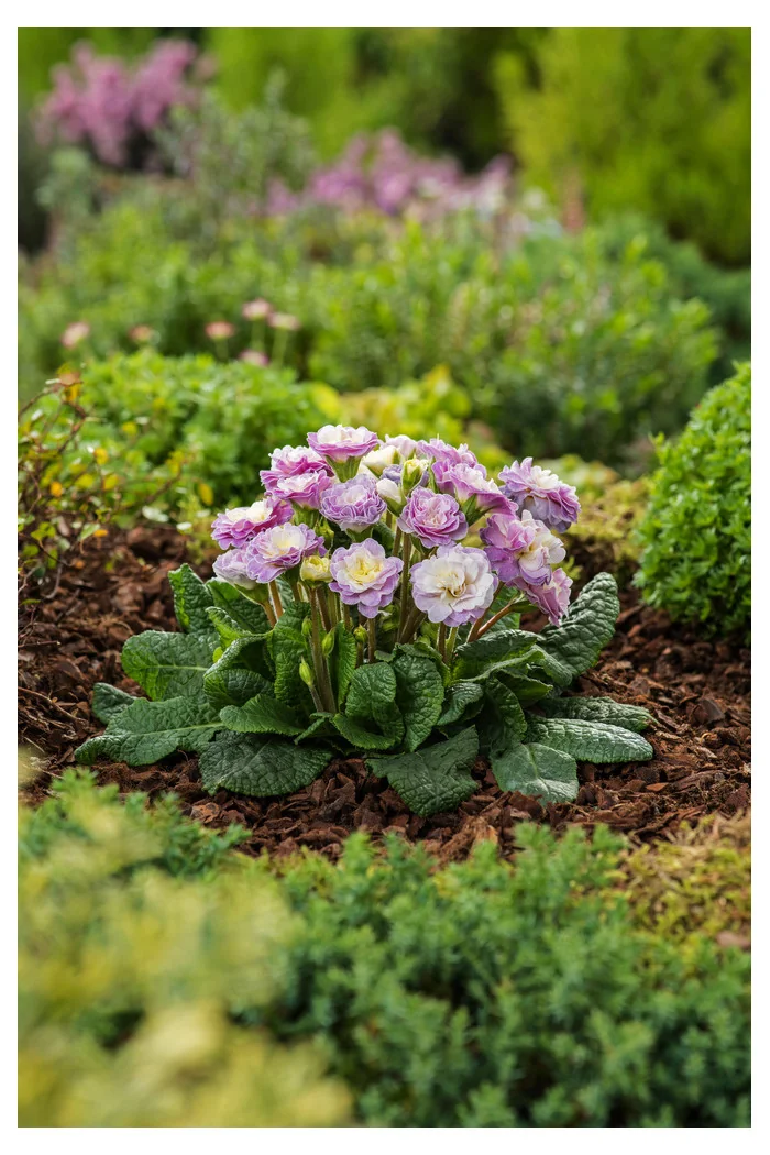 Pierwiosnek 'Belarina® Pink Champagne' | Primula