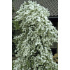 Obiela mieszańcowa 'The Bride' Exochorda macrantha