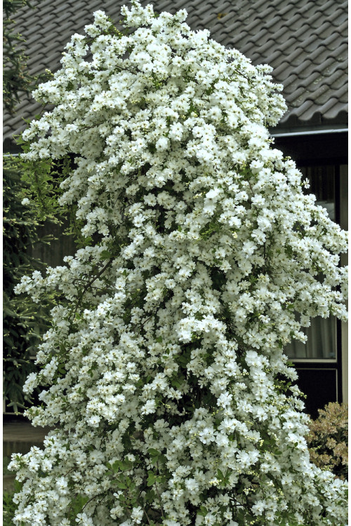 Obiela mieszańcowa 'The Bride' Exochorda macrantha