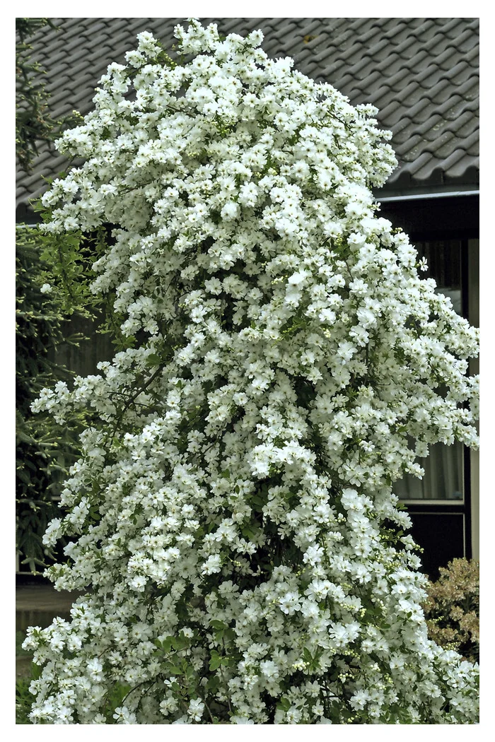 Obiela mieszańcowa 'The Bride' Exochorda macrantha