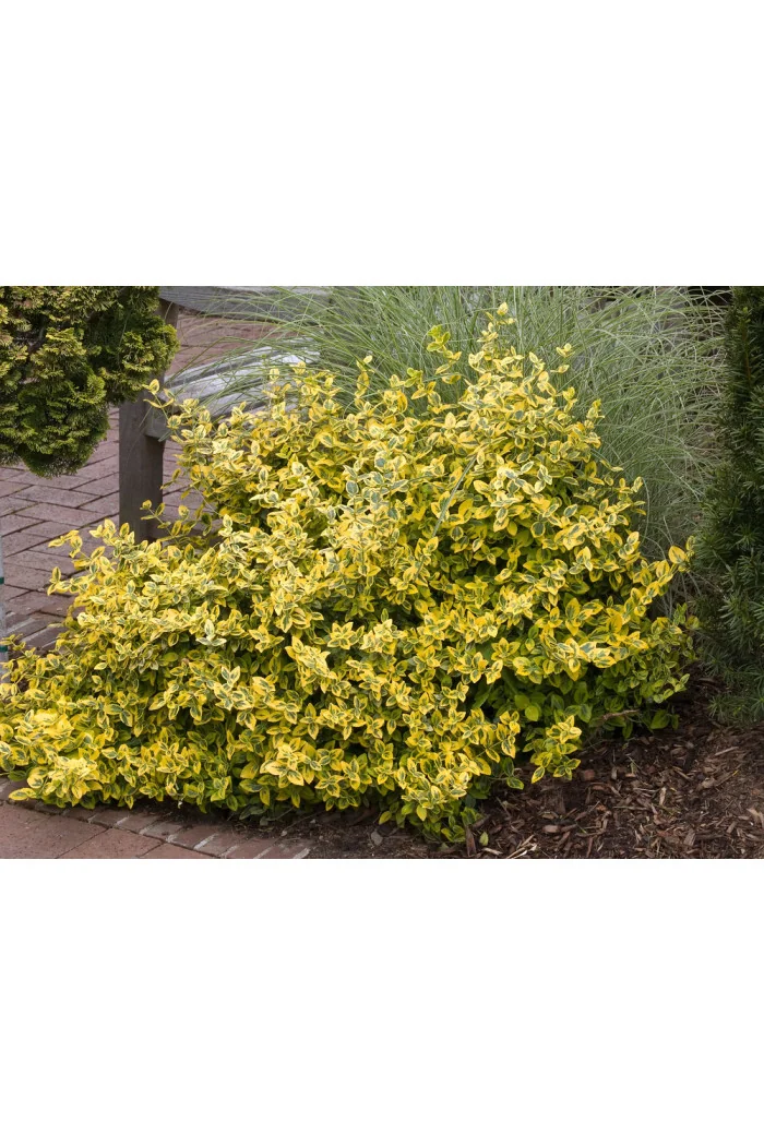 trzmielina, Euonymus