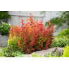 Berberys Thunberga 'Orange Rocket' Berberis thunbergii