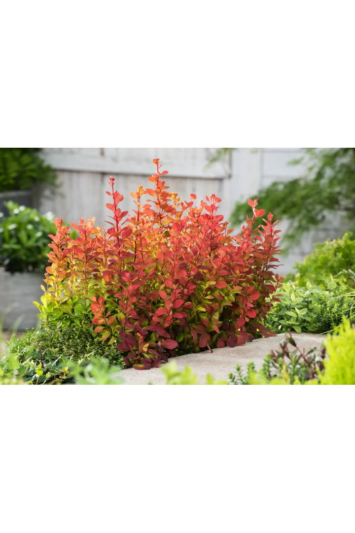Berberys Thunberga 'Orange Rocket' Berberis thunbergii