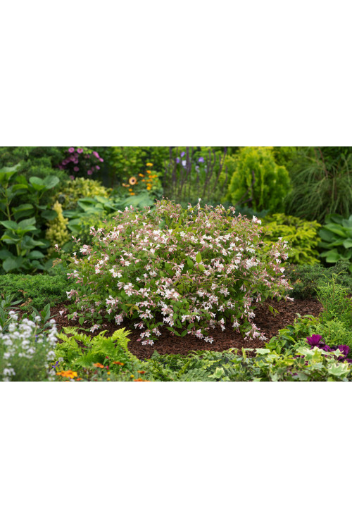 Kolkwicja chińska 'Pink Cloud' Kolkwitzia amabilis