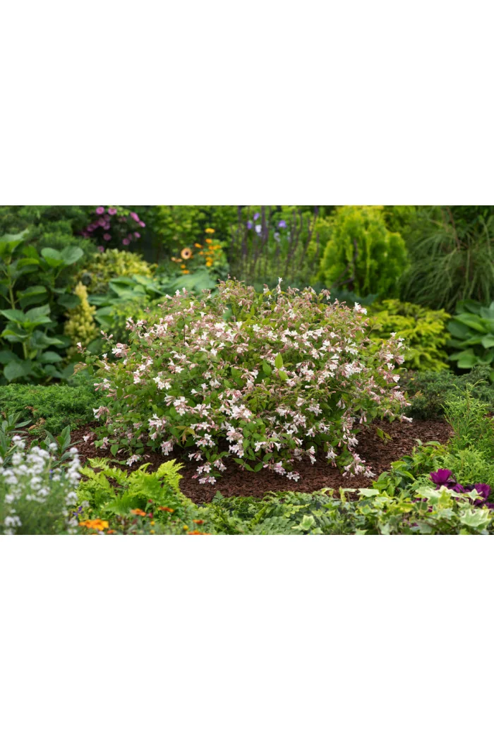 Kolkwicja chińska 'Pink Cloud' Kolkwitzia amabilis