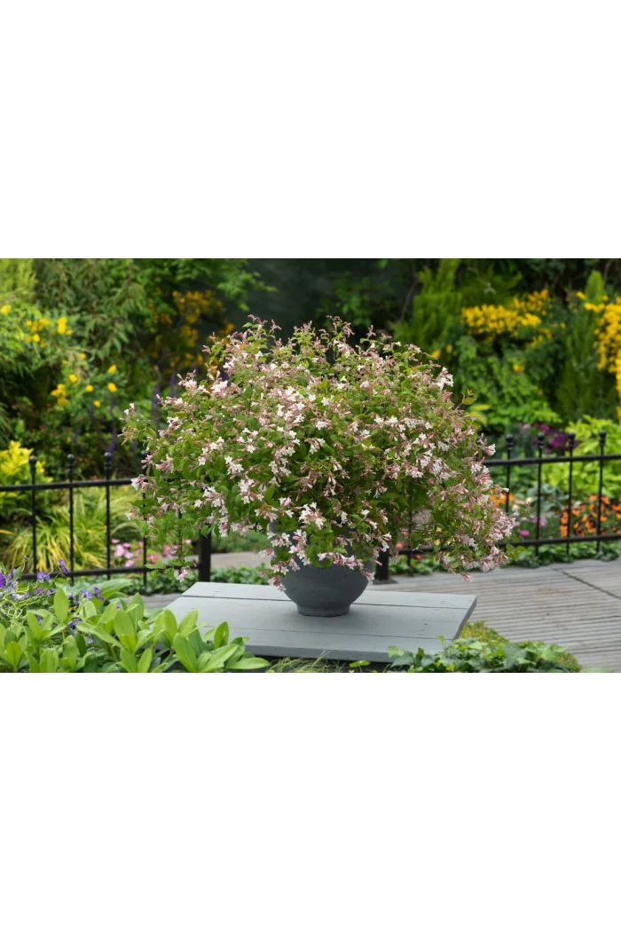 Kolkwicja chińska 'Pink Cloud' Kolkwitzia amabilis