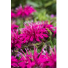 Pysznogłówka 'Balmy Purple' | Monarda