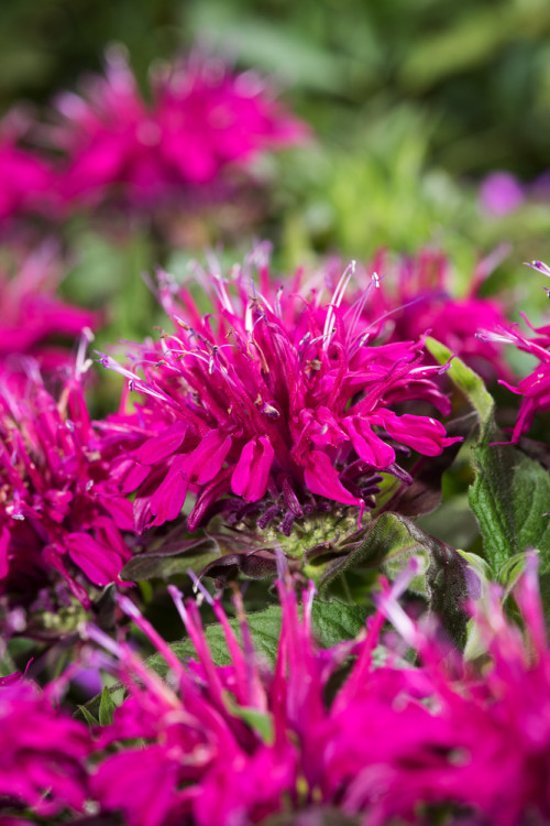 Pysznogłówka 'Balmy Purple' | Monarda