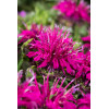 Pysznogłówka 'Balmy Purple' | Monarda