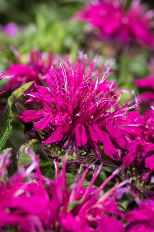 Pysznogłówka 'Balmy Purple' | Monarda