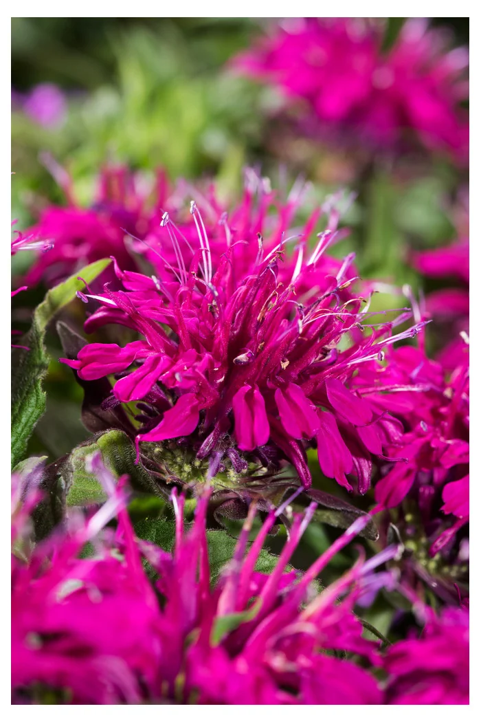 Pysznogłówka 'Balmy Purple' | Monarda