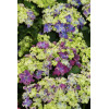 Hortensja 'Curly Sparkle Purple' | Hydrangea macrophylla
