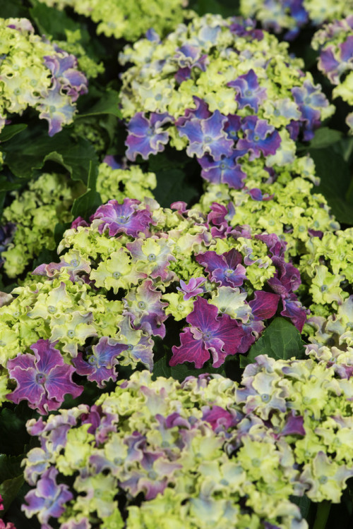Hortensja 'Curly Sparkle Purple' | Hydrangea macrophylla