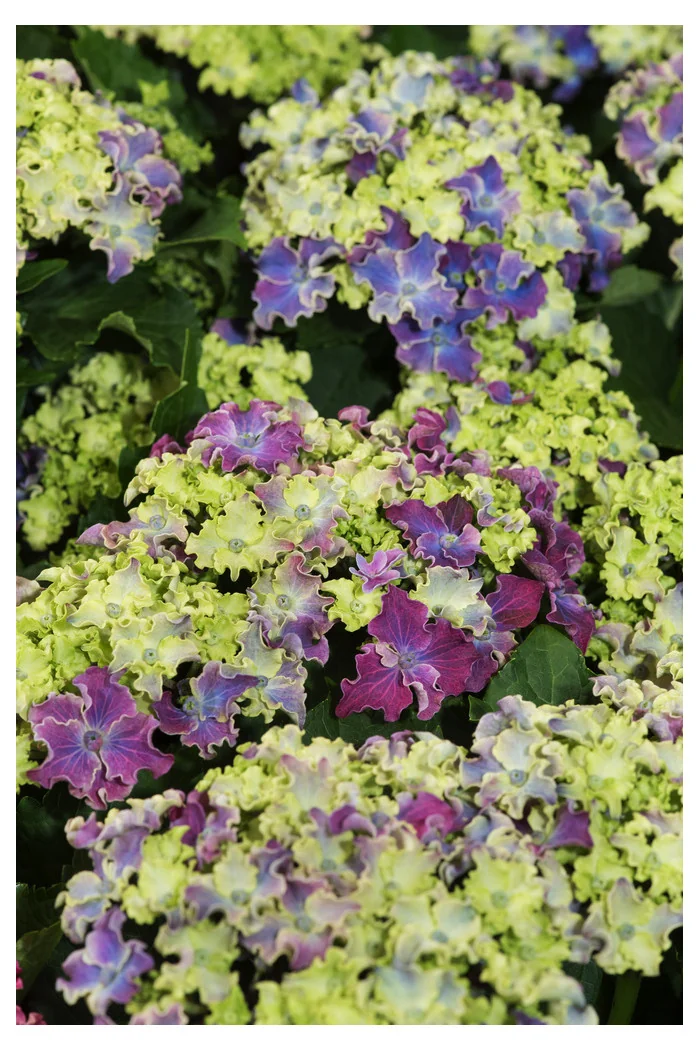 Hortensja 'Curly Sparkle Purple' | Hydrangea macrophylla