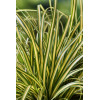 Turzyca oszimska 'Evergold' | Carex oshimensis