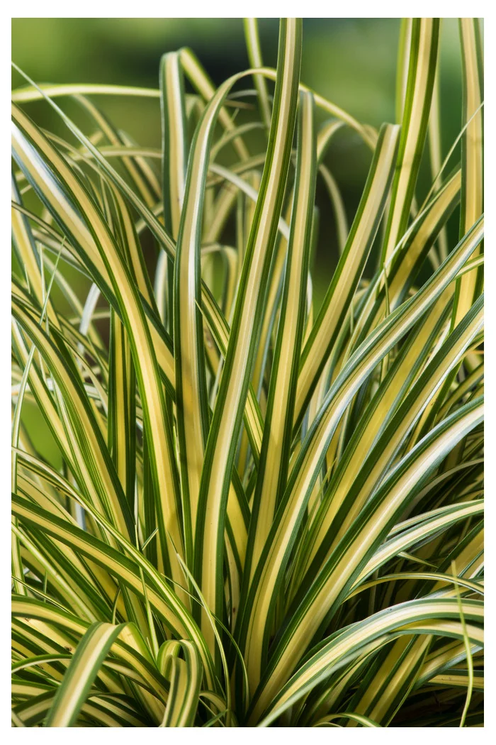 Turzyca oszimska 'Evergold' | Carex oshimensis