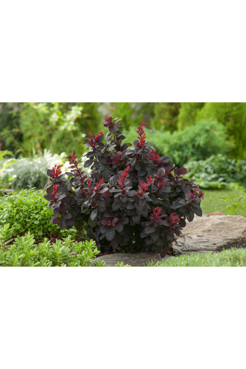 Berberys Thunberga 'Concorde' | Berberis thunbergii