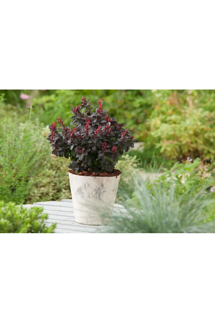 Berberys Thunberga 'Concorde' | Berberis thunbergii