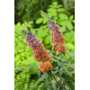 Budleja Dawida 'Flower Power' | Buddleja davidii