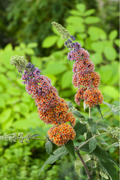 Budleja Dawida 'Flower Power' | Buddleja davidii