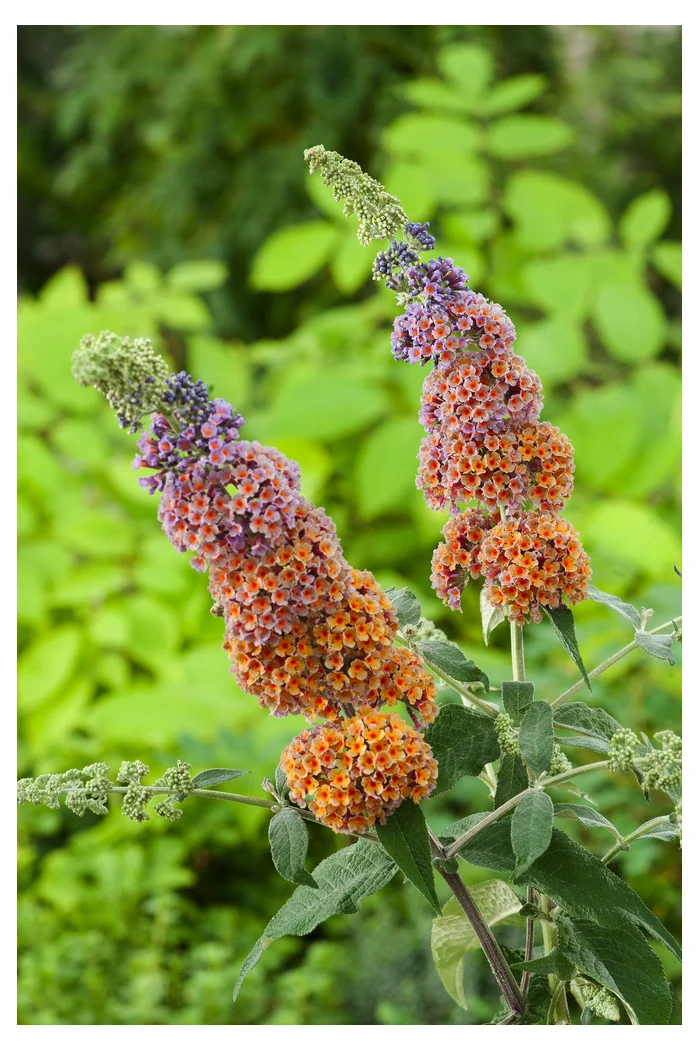 Budleja Dawida 'Flower Power' | Buddleja davidii