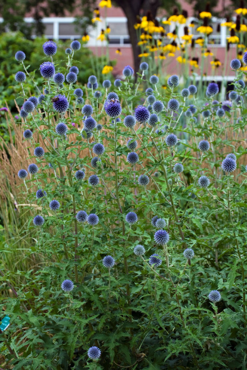 Przegorzan | Echinops