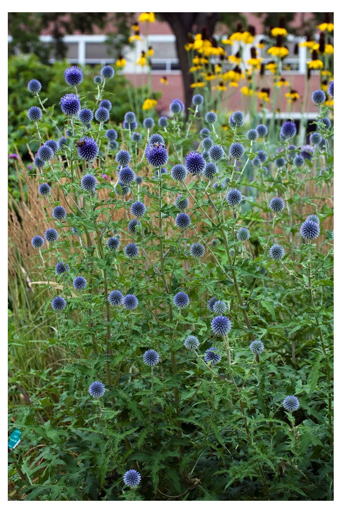 Przegorzan | Echinops