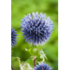 Przegorzan | Echinops