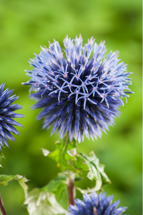 Przegorzan | Echinops