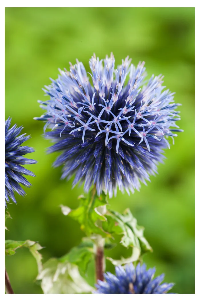 Przegorzan | Echinops